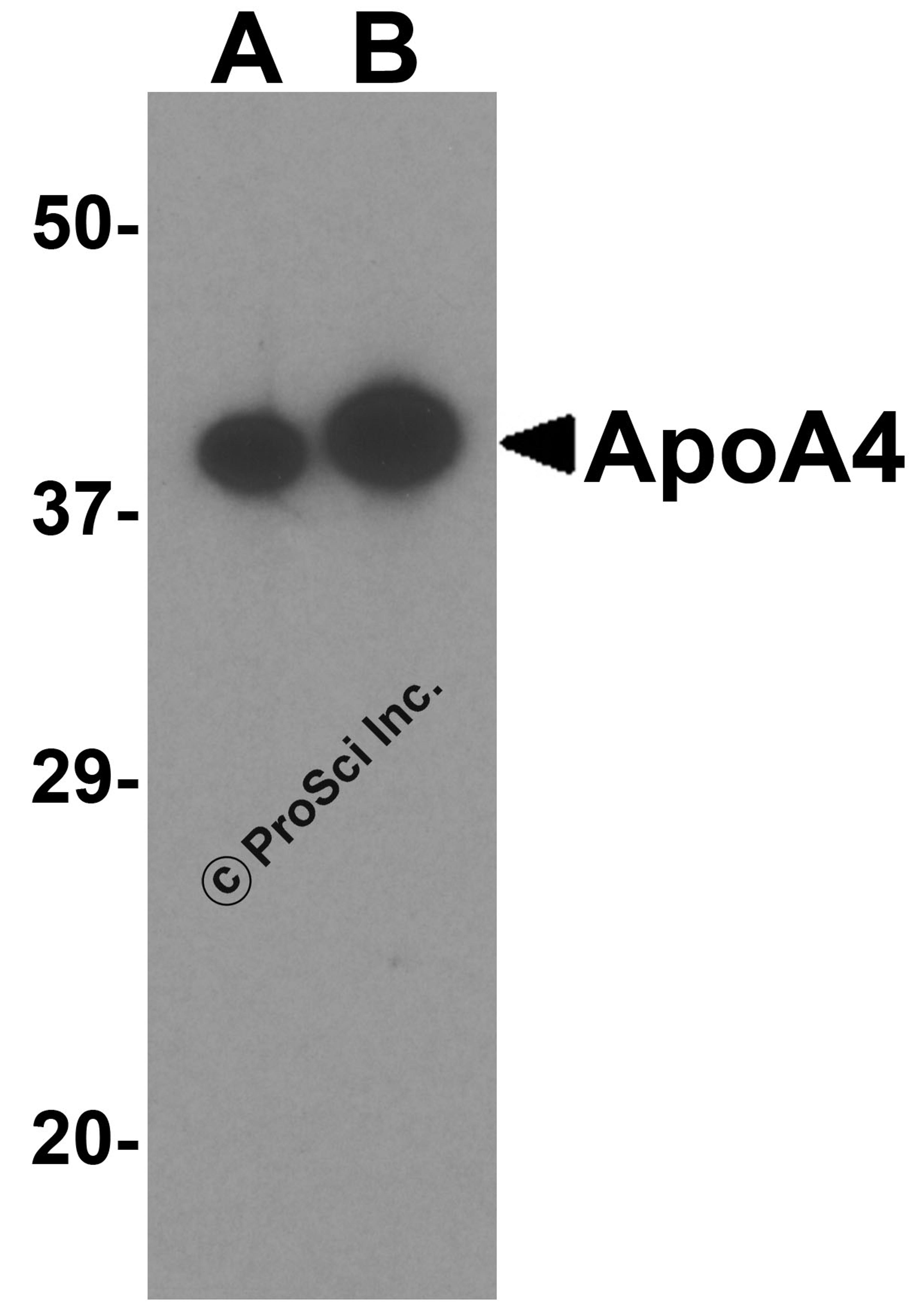 Western blot analysis of ApoA4 in human testis tissue lysate with ApoA4 antibody at (A) 0.5 and (B) 1 μg/mL.
