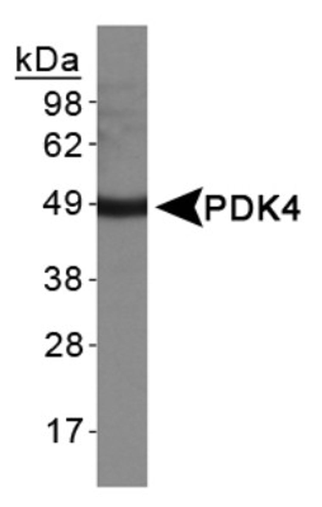 Western Blot: PDK4 Antibody [NBP1-07047] - Western Blot on human heart protein lysate.