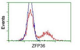 Flow Cytometry: TTP Antibody (8B5) [NBP2-02105] - HEK293T cells transfected with either overexpression plasmid (Red) or empty vector control plasmid (Blue) were immunostained by anti-TTP antibody, and then analyzed by flow cytometry.