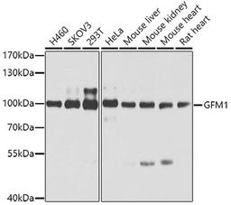 Western blot - GFM1 antibody (A5077)