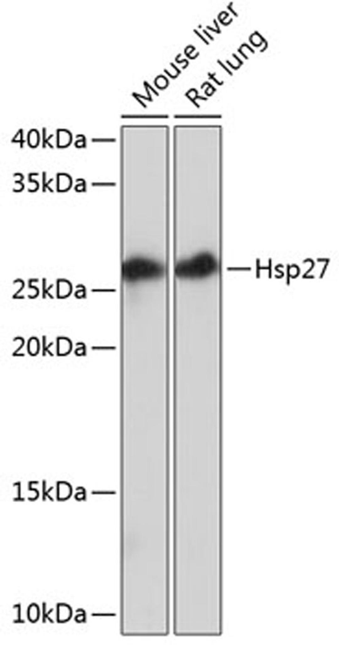 Western blot - Hsp27 Rabbit mAb (A11156)