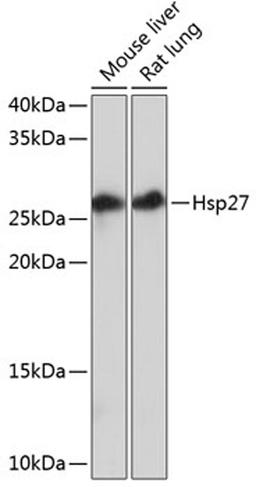 Western blot - Hsp27 Rabbit mAb (A11156)