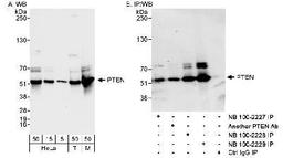 Western Blot: PTEN Antibody [NB100-2229] - Detection of Human and Mouse PTEN on HeLa whole cell lysate using NB100-2229. PTEN was also IPed by rabbit anti-PTEN antibodies NB100-2227, NB100-2228 and another PTEN antibody.