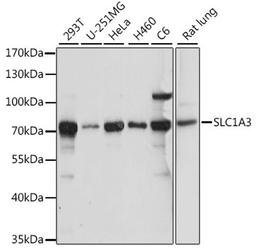 Western blot - SLC1A3 antibody (A15722)