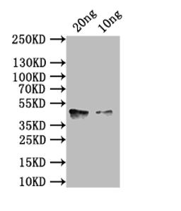 Western Blot. Positive WB detected in: recombinant protein. All lanes: hlgA Antibody at 1:1000. Secondary. Goat polyclonal to rabbit IgG at 1/50000 dilution. Predicted band size: 43 kDa. Observed band size: 43 kDa. 