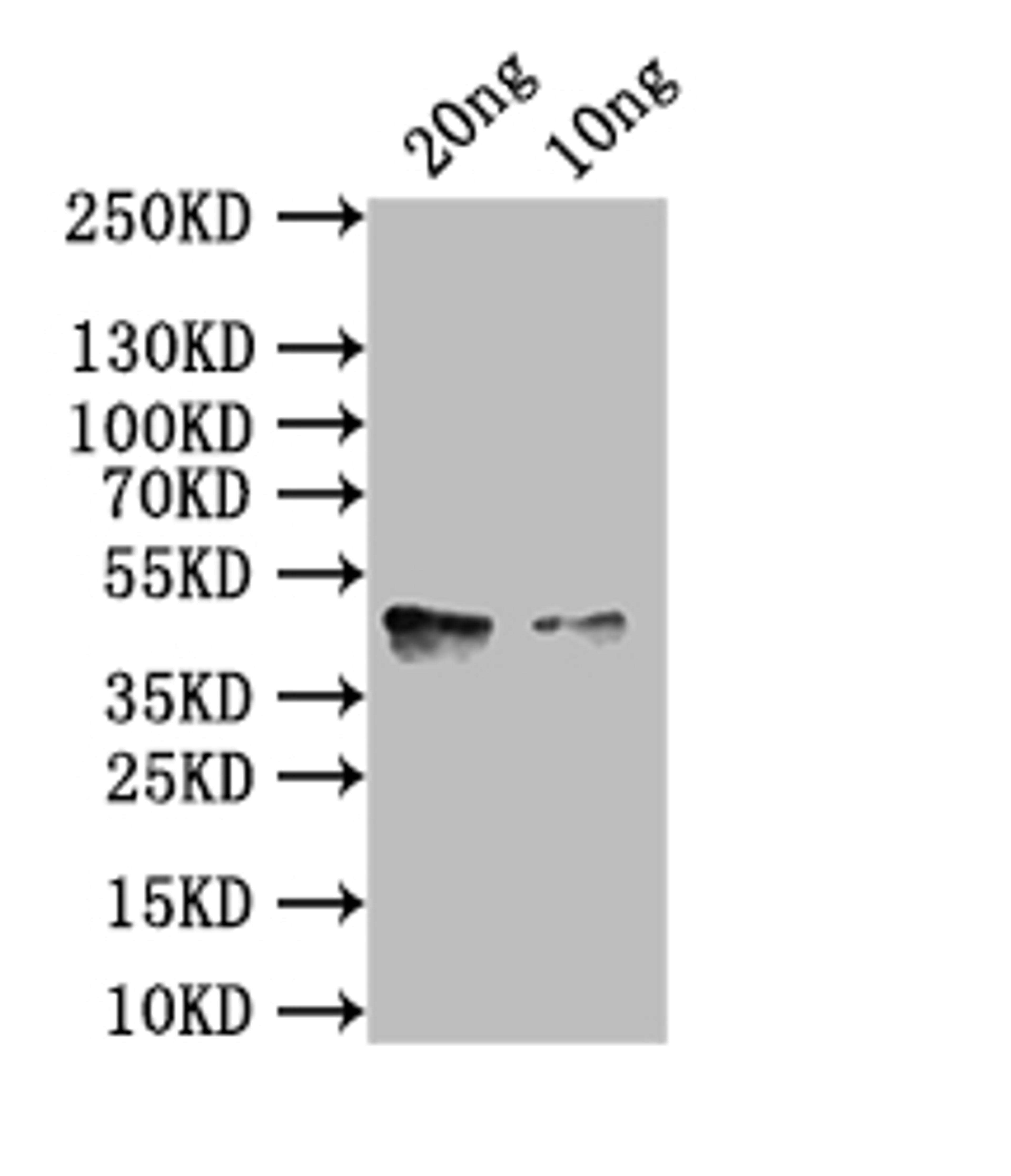 Western Blot. Positive WB detected in: recombinant protein. All lanes: hlgA Antibody at 1:1000. Secondary. Goat polyclonal to rabbit IgG at 1/50000 dilution. Predicted band size: 43 kDa. Observed band size: 43 kDa.