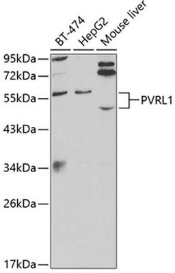 Western blot - PVRL1 antibody (A2037)