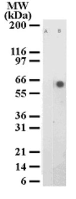 Flow Cytometry: ATF2 [p Thr71] Antibody (103C411.2) [NB100-56594] - Detection of ATF2 phosphorylation in HeLa cell lysate with phospho ATF2 antibody. Lane A. Untreated cell lysate; Lane B. HeLa cells treated with TNF for 1 hr.