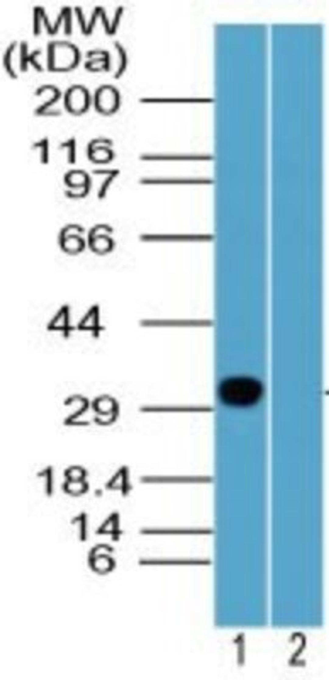 Western Blot: Rhox2 Antibody [NBP2-23832] - Mouse Rhox-2 in 18 day mouse testis lysate in the 1) absence and 2) presence of immunizing peptide using this antibody. Goat anti-rabbit Ig HRP secondary antibody and PicoTect ECL substrate solution were used for this test.