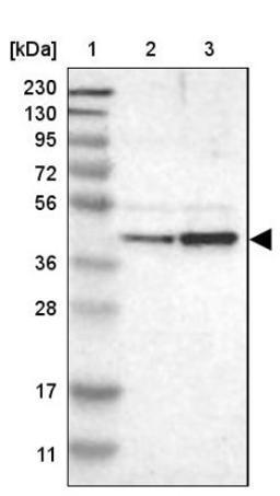 Western Blot: WDR53 Antibody [NBP1-82758] - Lane 1: Marker [kDa] 230, 130, 95, 72, 56, 36, 28, 17, 11<br/>Lane 2: Human cell line RT-4<br/>Lane 3: Human cell line U-251MG sp