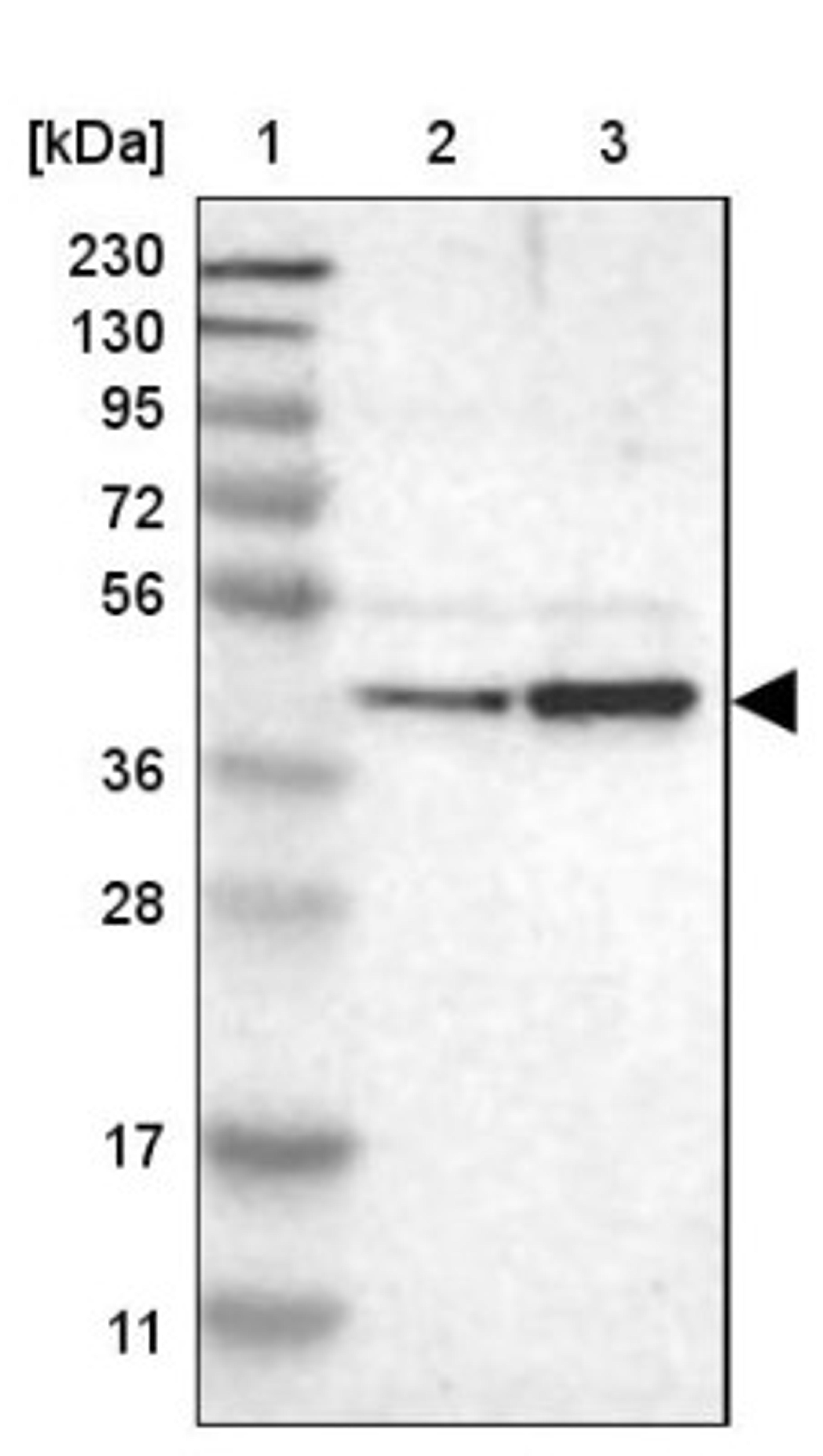 Western Blot: WDR53 Antibody [NBP1-82758] - Lane 1: Marker [kDa] 230, 130, 95, 72, 56, 36, 28, 17, 11<br/>Lane 2: Human cell line RT-4<br/>Lane 3: Human cell line U-251MG sp