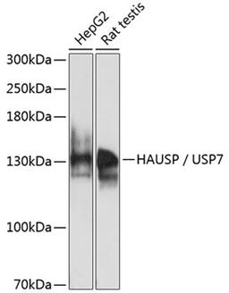 Western blot - HAUSP / USP7 antibody (A13564)