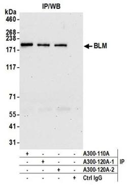 Detection of human BLM by western blot of immunoprecipitates.