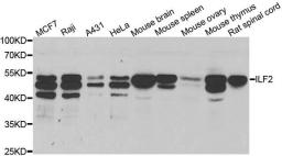 Western blot analysis of extracts of various cell lines using ILF2 antibody