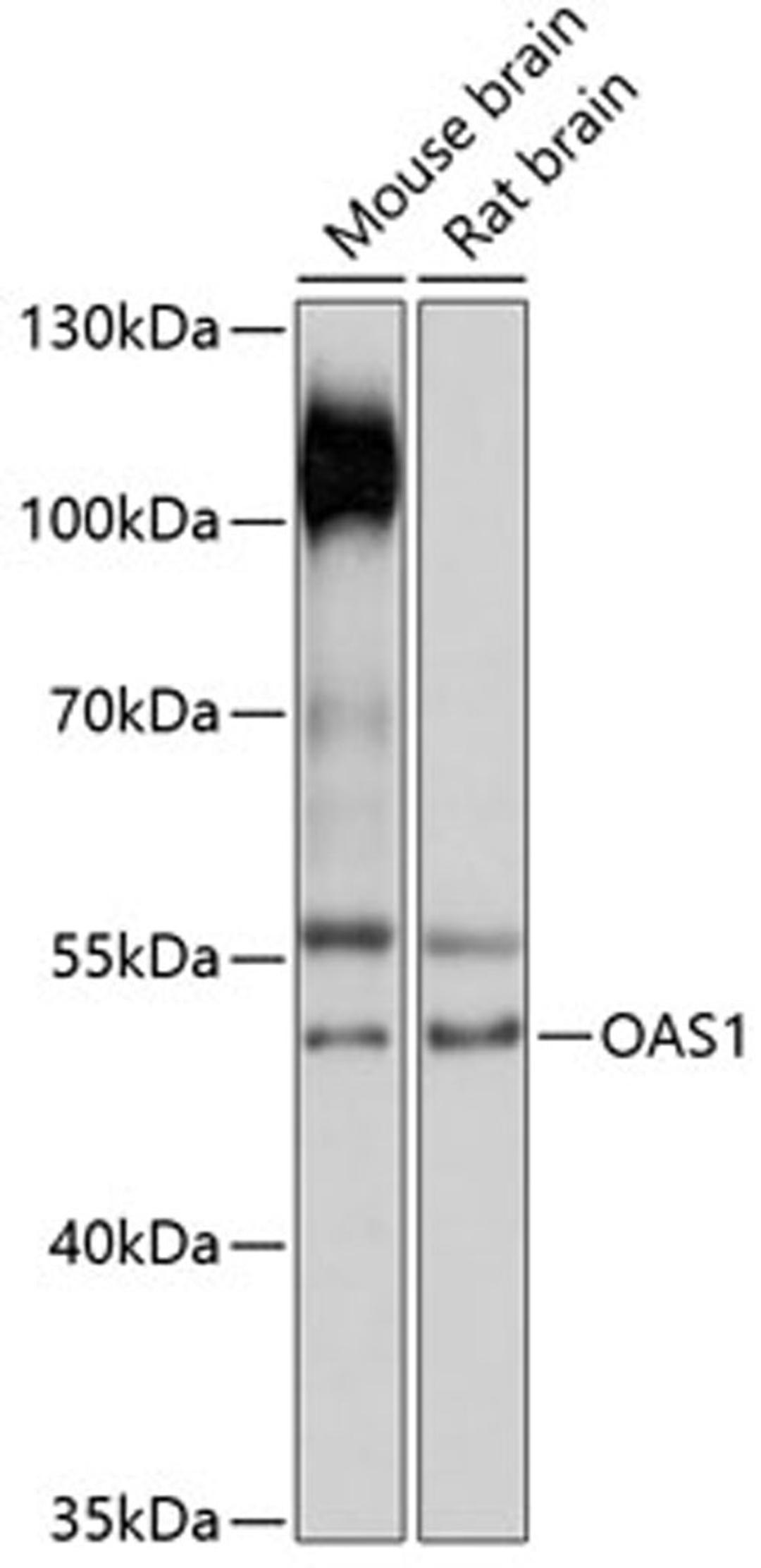 Western blot - OAS1 antibody (A14623)