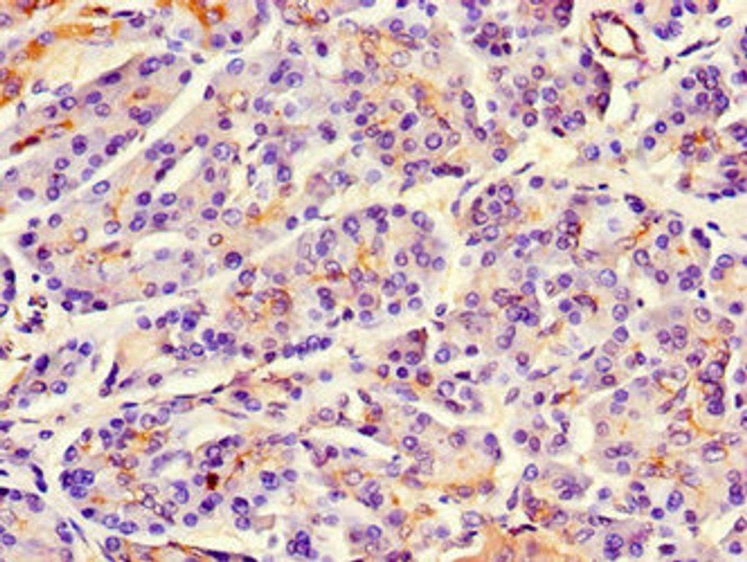 Immunohistochemistry of paraffin-embedded human pancreatic tissue using CSB-PA879069LA01HU at dilution of 1:100