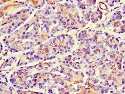 Immunohistochemistry of paraffin-embedded human pancreatic tissue using CSB-PA879069LA01HU at dilution of 1:100