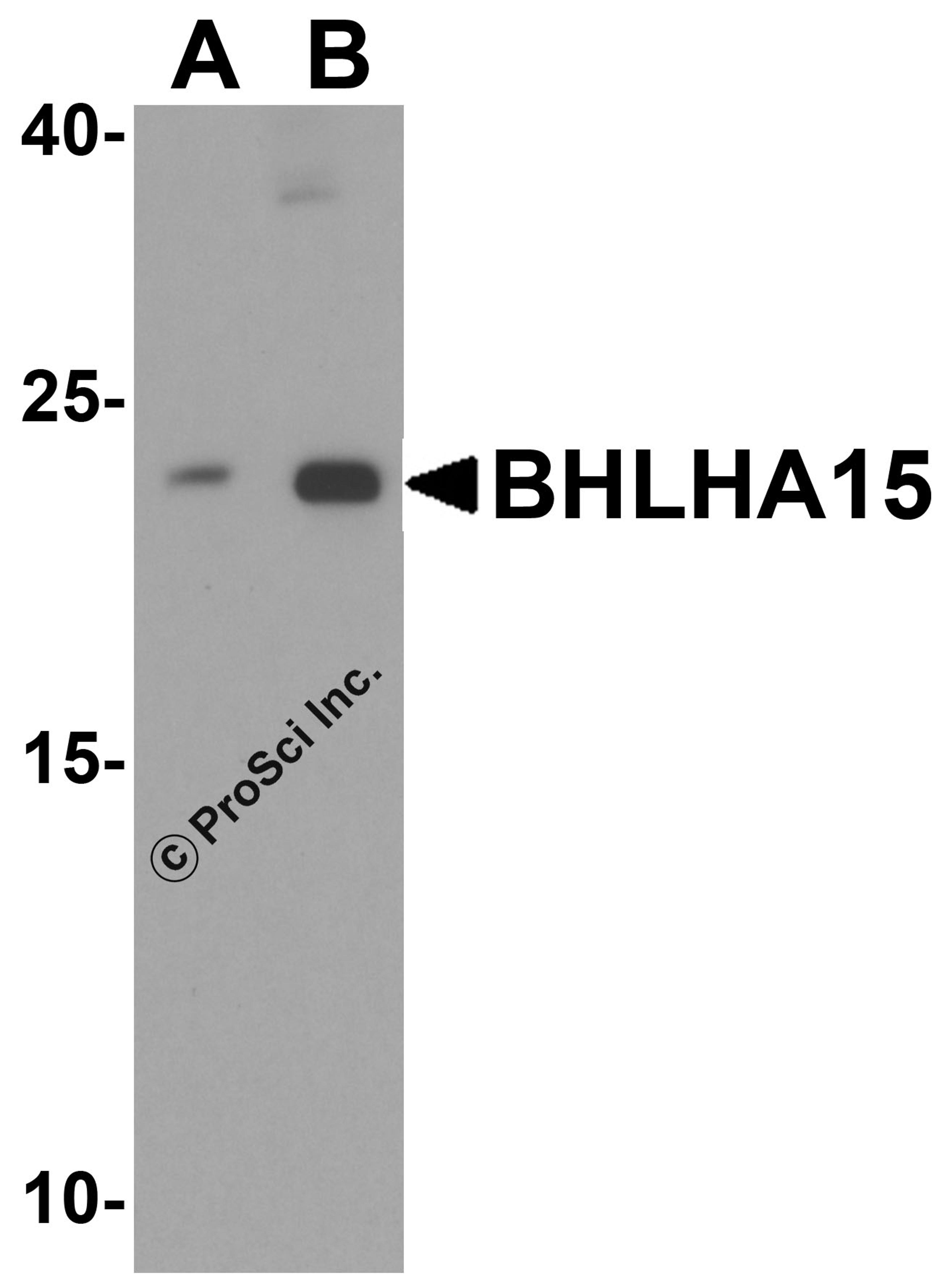 Western blot analysis of BHLHA15 in 3T3 cell lysate with BHLHA15 antibody at (A) 1 and (B) 2 μg/mL.