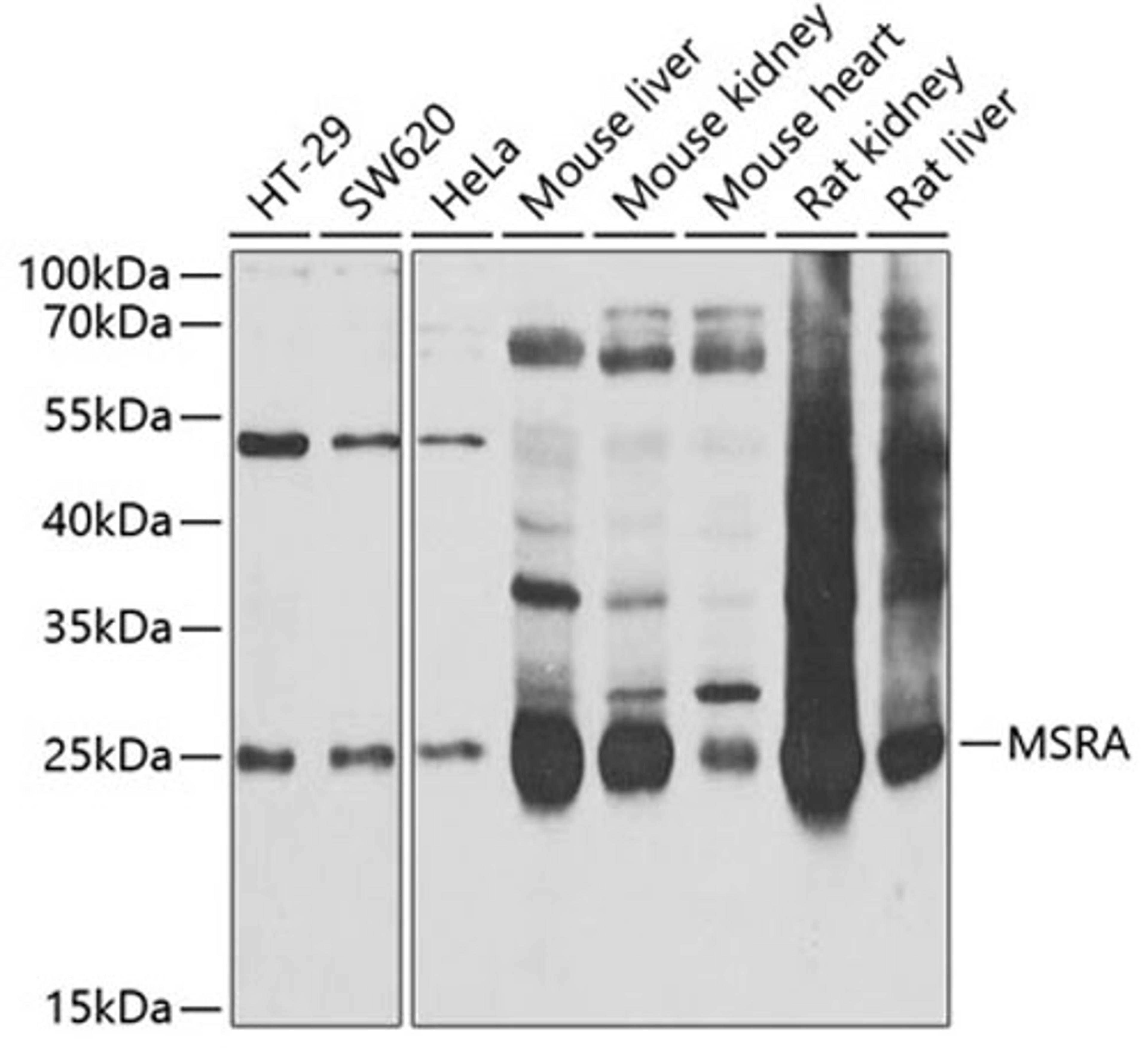 Western blot - MSRA antibody (A6389)