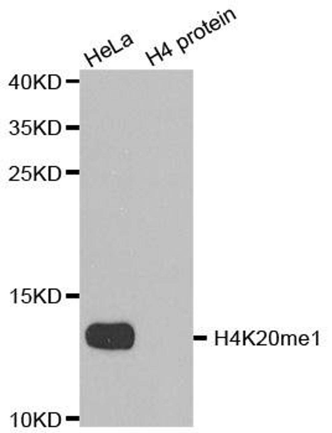 Western blot analysis of extracts of HeLa cell line and H4 protein expressed in E.coli using Histone Histone H4K20me1 antibody