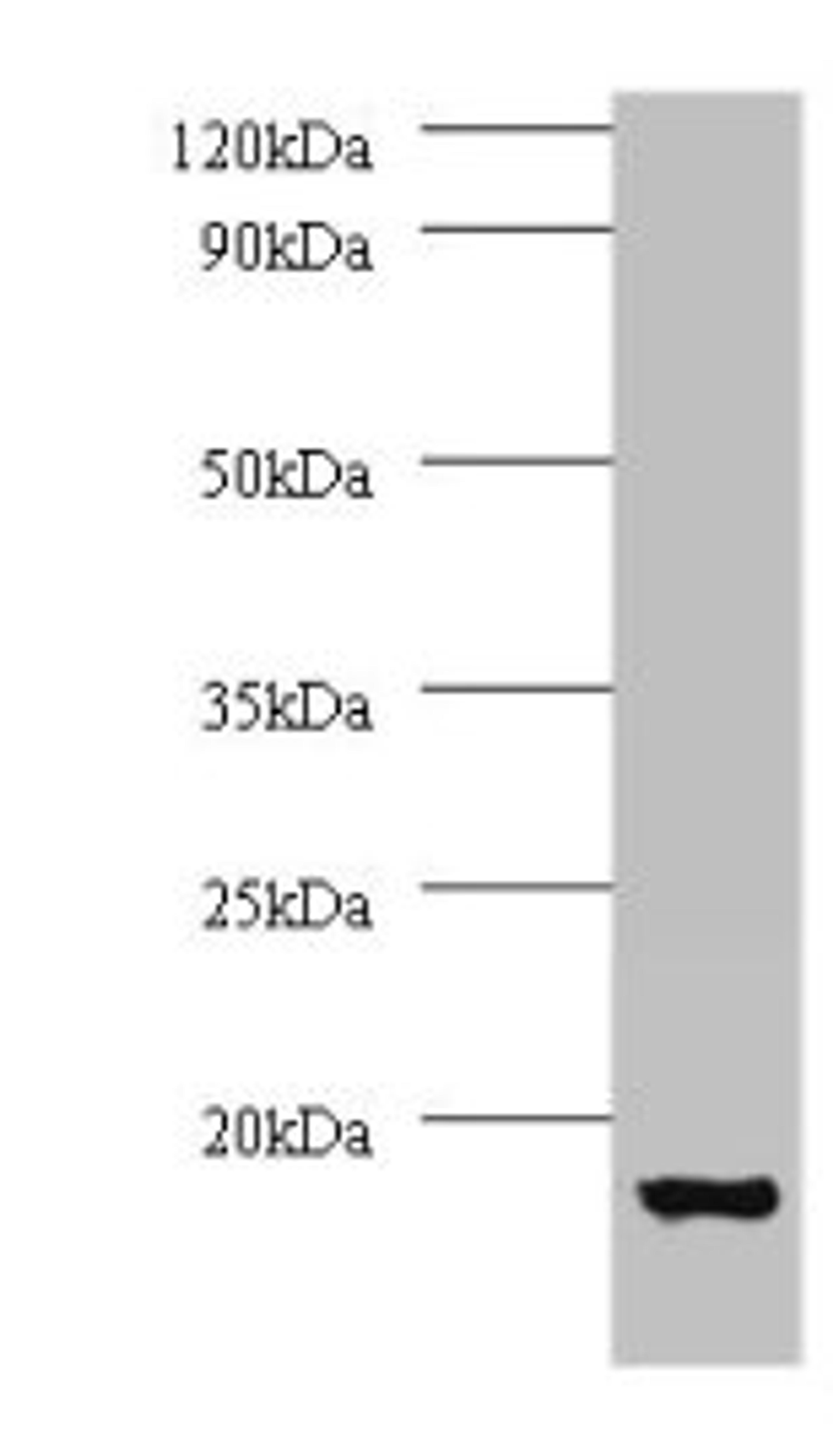 Western blot. All lanes: V-type proton ATPase subunit G 1 antibody at 2µg/ml + 293T whole cell lysate. Secondary. Goat polyclonal to rabbit IgG at 1/15000 dilution. Predicted band size: 14 kDa. Observed band size: 14 kDa