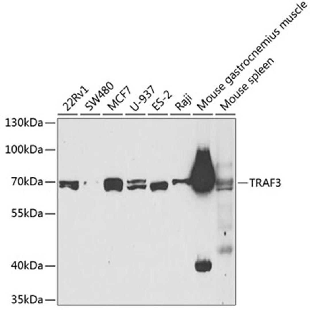 Western blot - TRAF3 antibody (A3094)