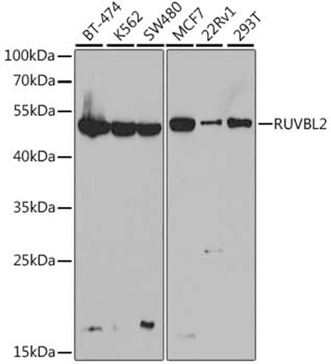 Western blot - RUVBL2 antibody (A1905)