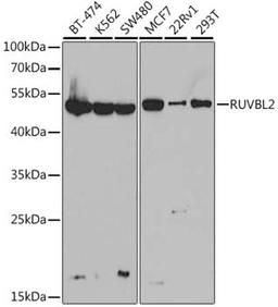 Western blot - RUVBL2 antibody (A1905)