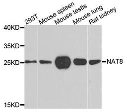 Western blot analysis of extracts of various cells using NAT8 antibody