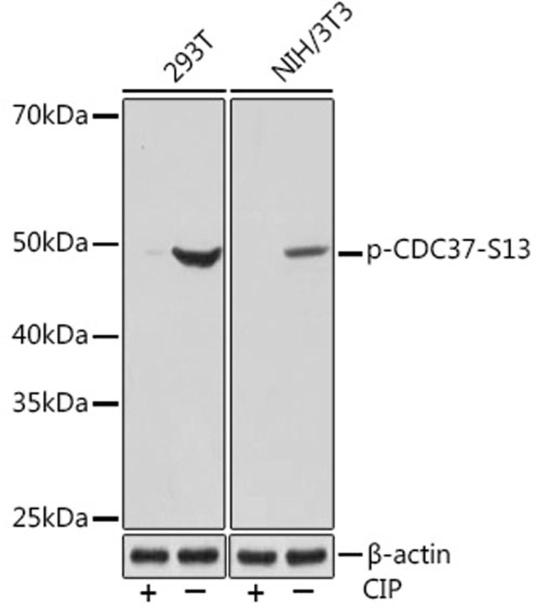 Western blot - Phospho-CDC37-S13 Rabbit mAb (AP1141)