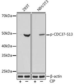 Western blot - Phospho-CDC37-S13 Rabbit mAb (AP1141)