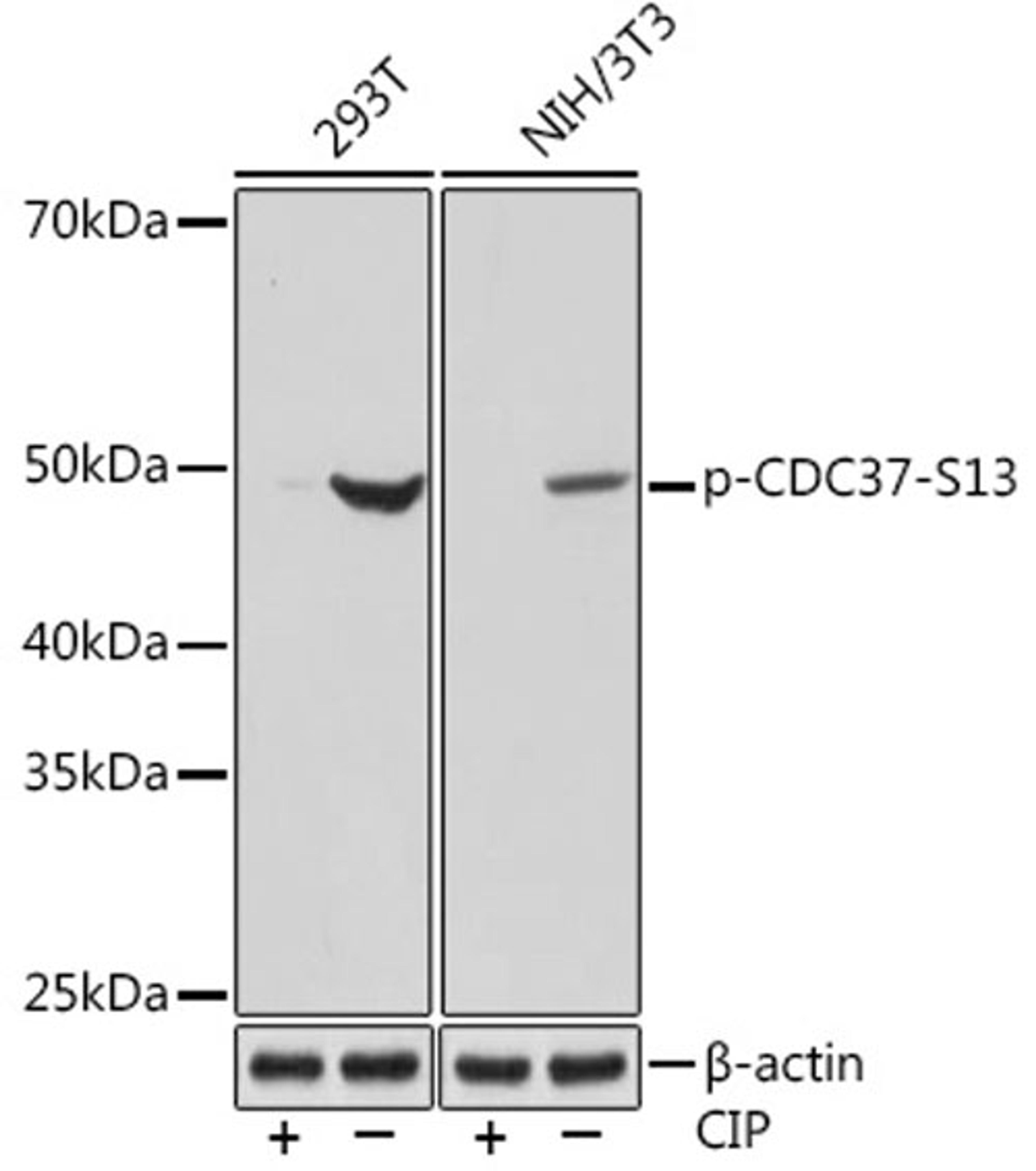 Western blot - Phospho-CDC37-S13 Rabbit mAb (AP1141)