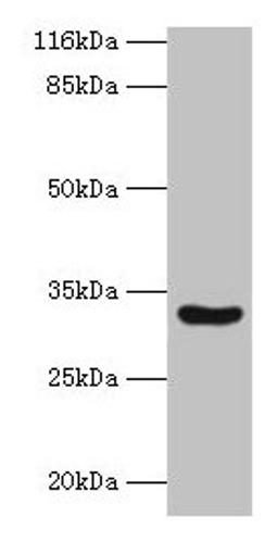 Western blot. All lanes: MAIP1 antibody at 2µg/ml + Mouse kidney tissue. Secondary. Goat polyclonal to rabbit IgG at 1/10000 dilution. Predicted band size: 33 kDa. Observed band size: 33 kDa