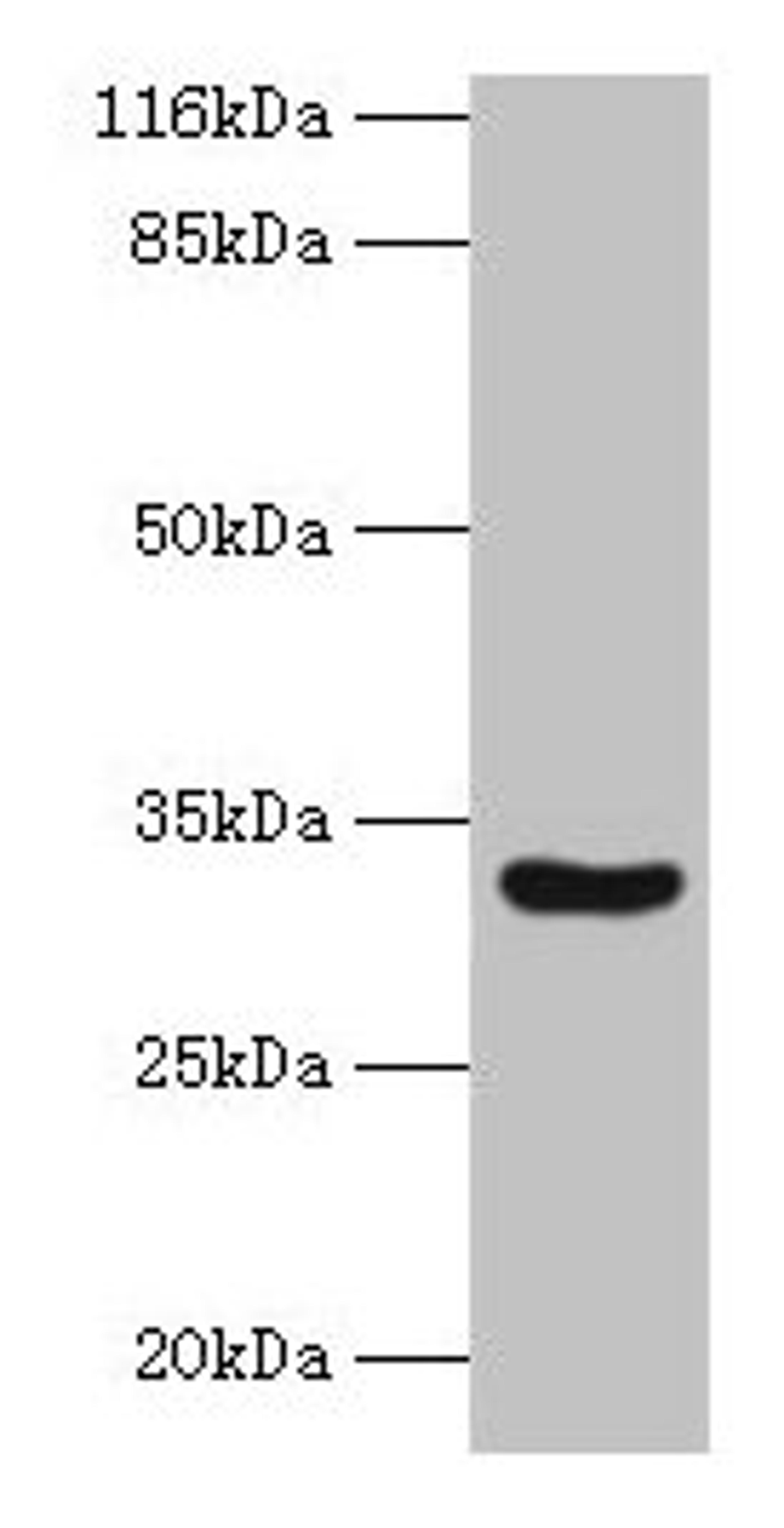 Western blot. All lanes: MAIP1 antibody at 2µg/ml + Mouse kidney tissue. Secondary. Goat polyclonal to rabbit IgG at 1/10000 dilution. Predicted band size: 33 kDa. Observed band size: 33 kDa