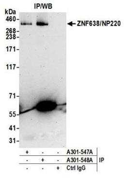 Detection of human ZNF638/NP220 by western blot of immunoprecipitates.