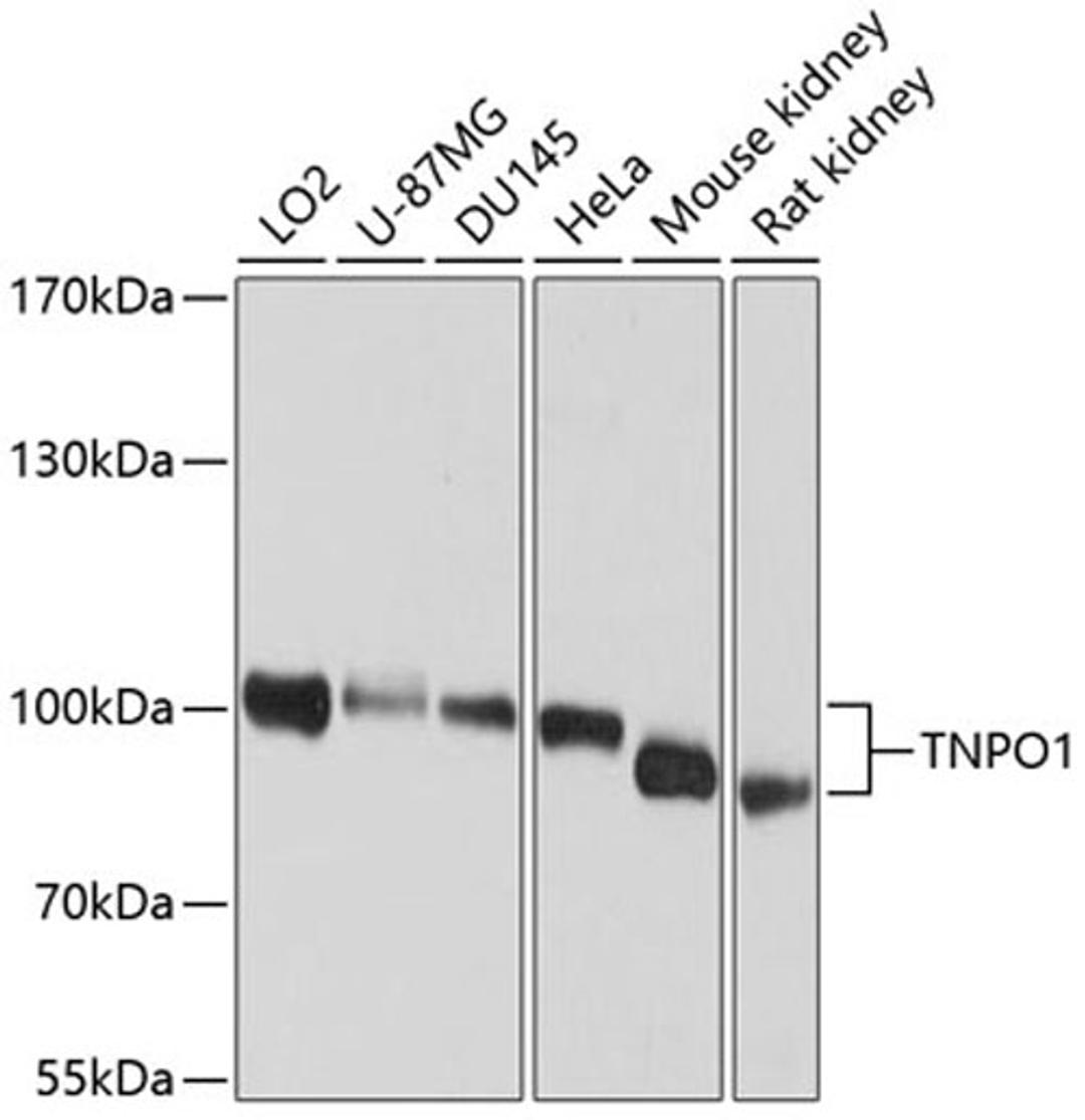 Western blot - TNPO1 antibody (A9435)