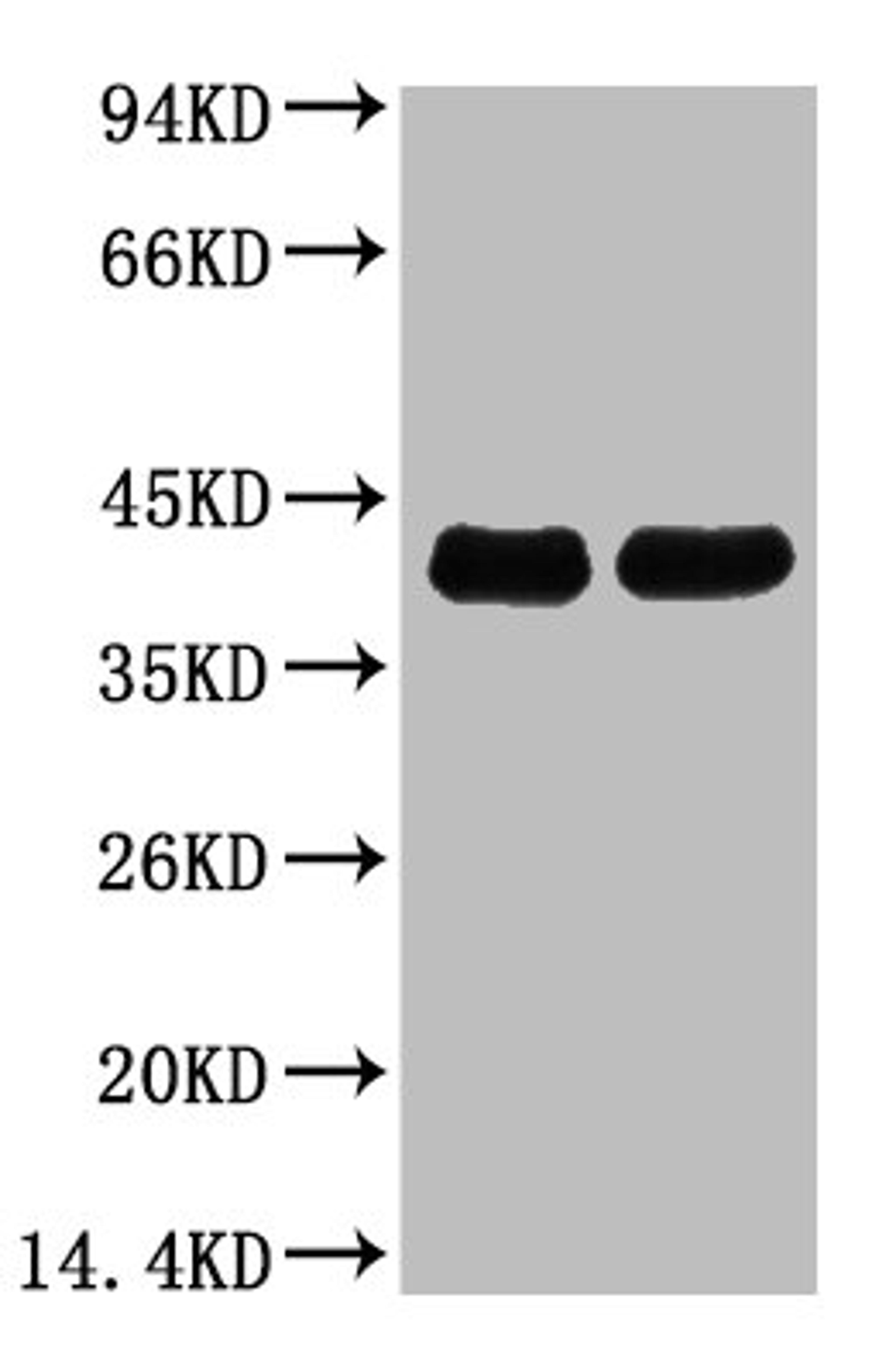 Western blot analysis of Arabidopsis, diluted at 1) 1:5000  2) 1:10000