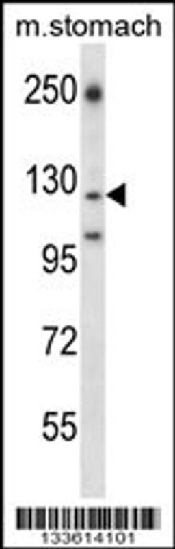 Western blot analysis in mouse stomach tissue lysates (35ug/lane).