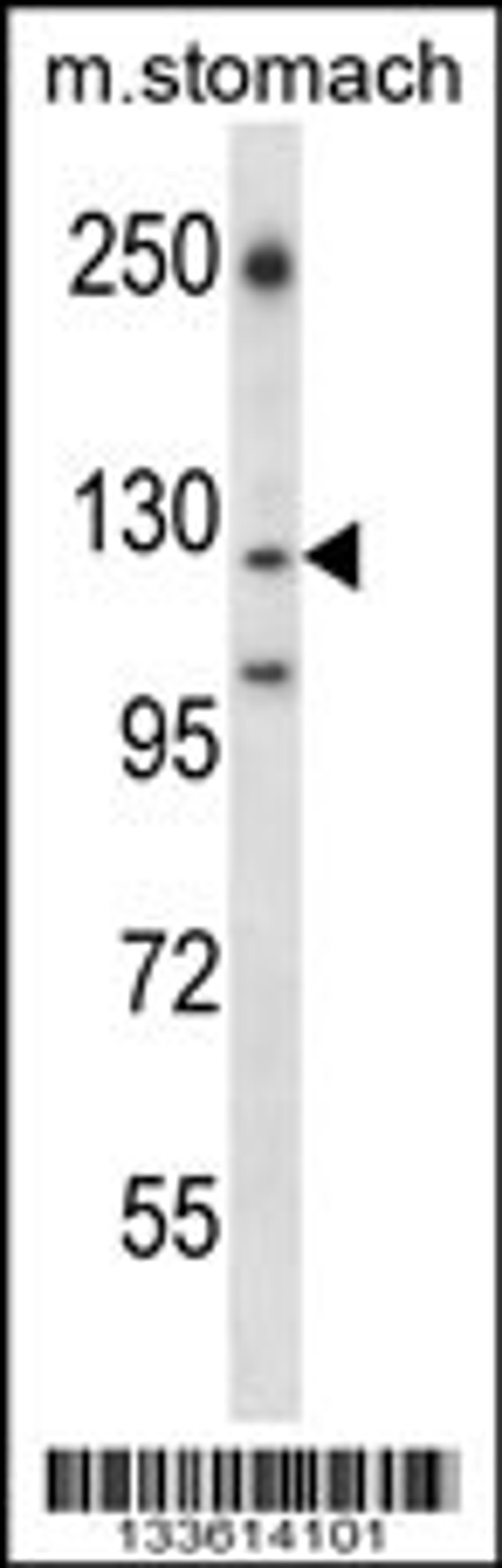 Western blot analysis in mouse stomach tissue lysates (35ug/lane).