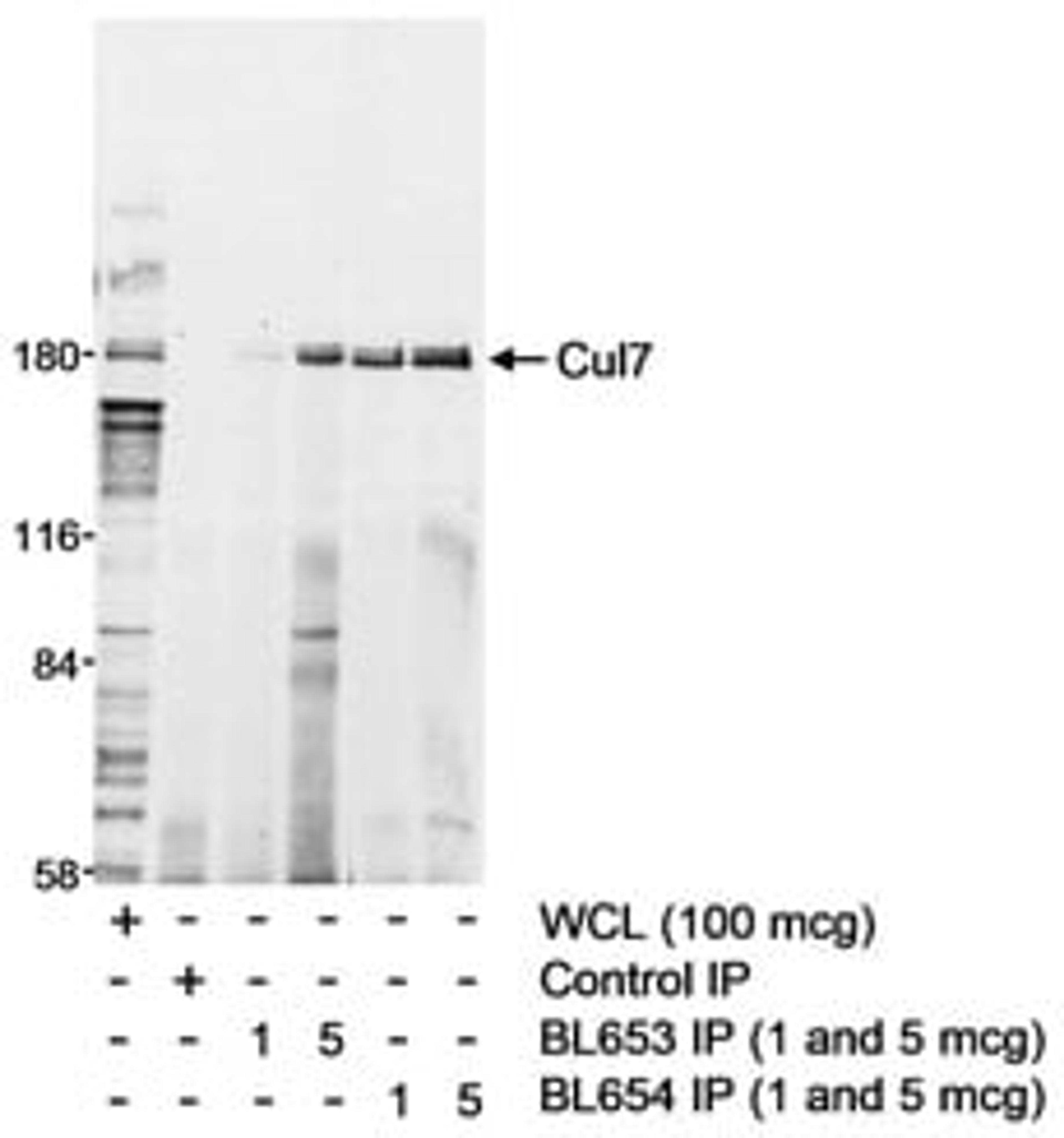 Detection of human Cul7 by western blot and immunoprecipitation.