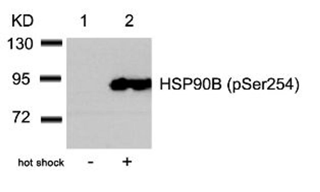 Western blot analysis of lysed extracts from HeLa cells untreated (Lane 1) or treated with hot shock (lane 2) using HSP90B (Phospho-Ser254).