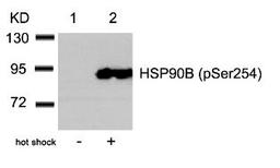 Western blot analysis of lysed extracts from HeLa cells untreated (Lane 1) or treated with hot shock (lane 2) using HSP90B (Phospho-Ser254).