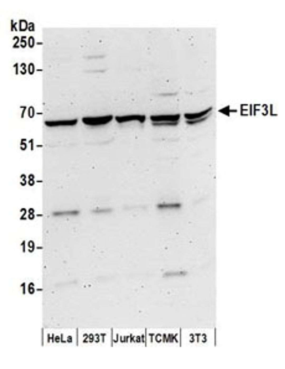 Detection of human and mouse EIF3L by western blot.