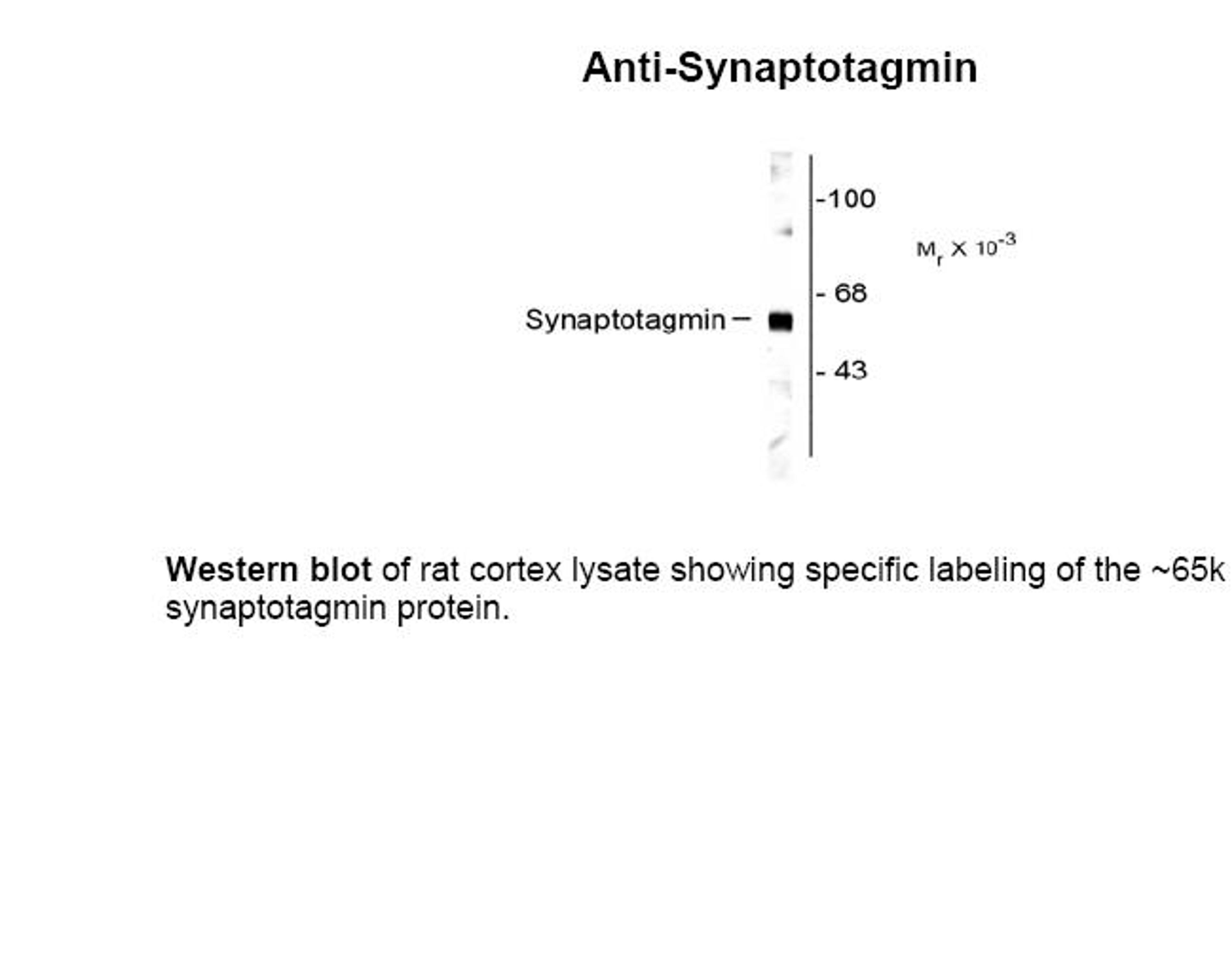 Western blot of rat cortex lysate showing specific labeling of the ~65k synaptotagmin protein.