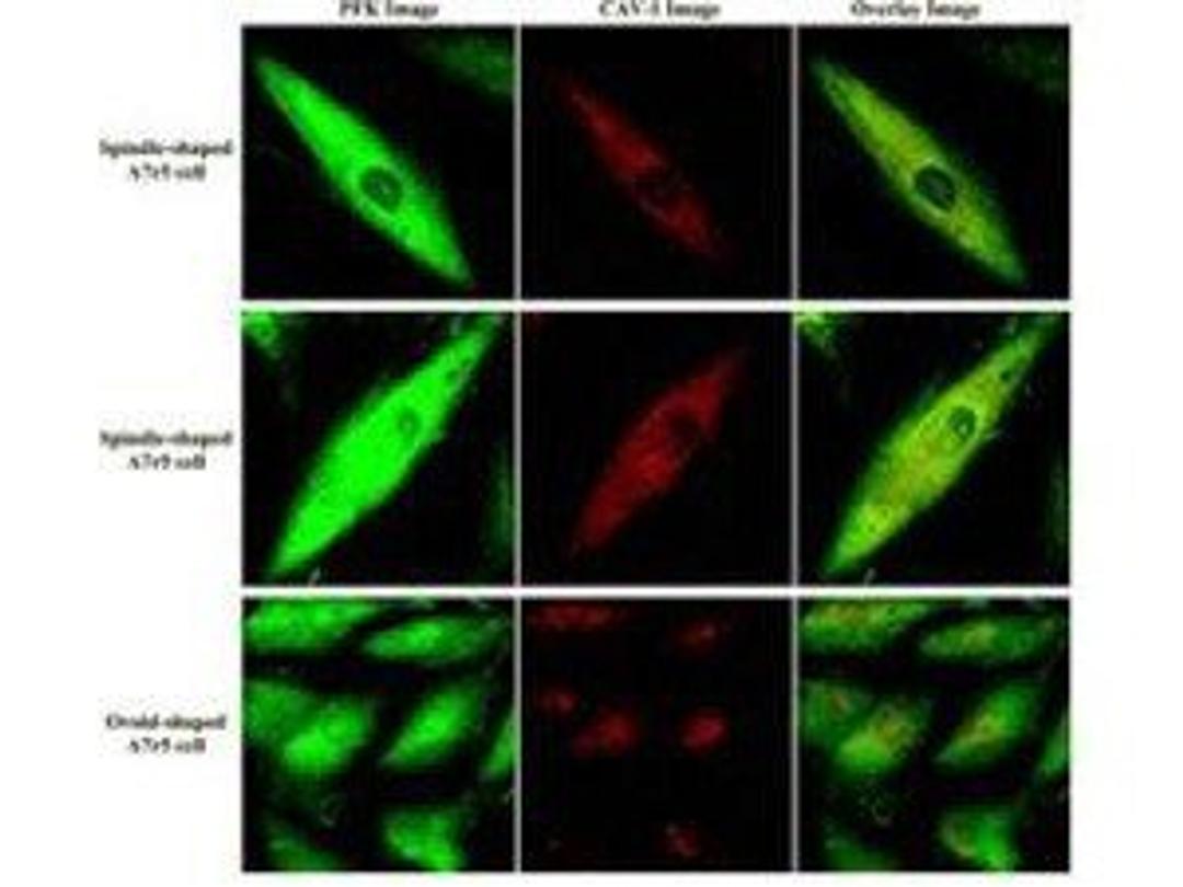 Immunofluorescence analysis of cultures of A7r5 VSM cells (rat aorta) using Fructose-6-Phosphate Kinase antibody