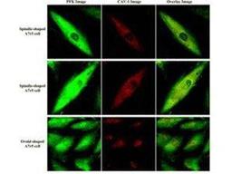 Immunofluorescence analysis of cultures of A7r5 VSM cells (rat aorta) using Fructose-6-Phosphate Kinase antibody