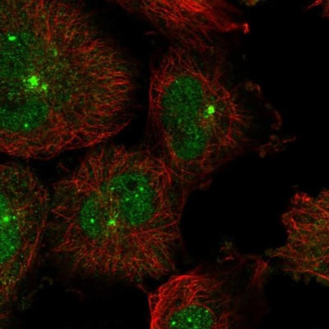 Immunocytochemistry/Immunofluorescence: WDR34 Antibody [NBP1-88805] - Staining of human cell line U-251 MG shows positivity in nucleus but not nucleoli & centrosome.