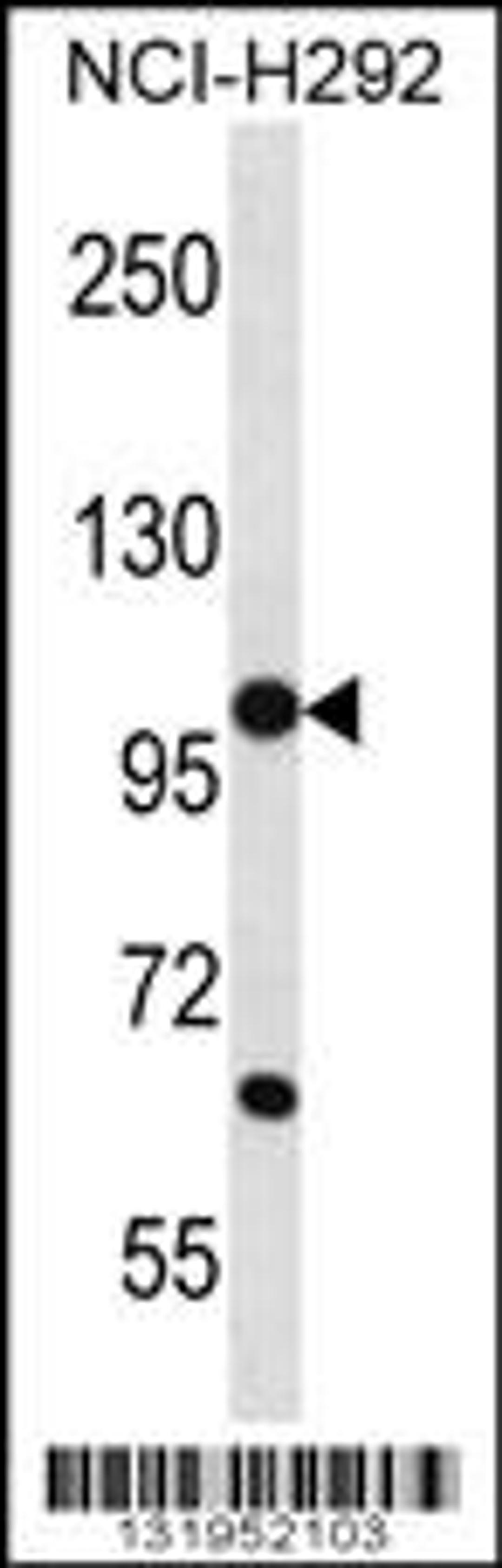 Western blot analysis in NCI-H292 cell line lysates (35ug/lane).