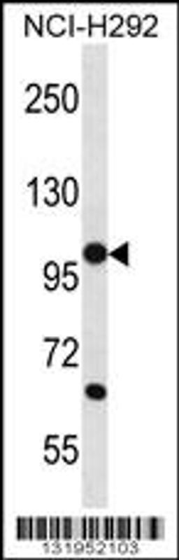 Western blot analysis in NCI-H292 cell line lysates (35ug/lane).