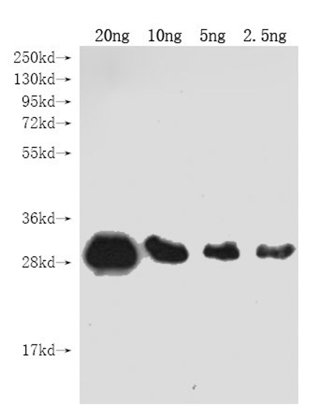 Western Blot. Positive WB detected in Recombinant protein. All lanes: Genome polyprotein antibody at 1:2000. Secondary. Goat polyclonal to rabbit IgG at 1/50000 dilution. Predicted band size: 29 kDa. Observed band size: 29 kDa. 